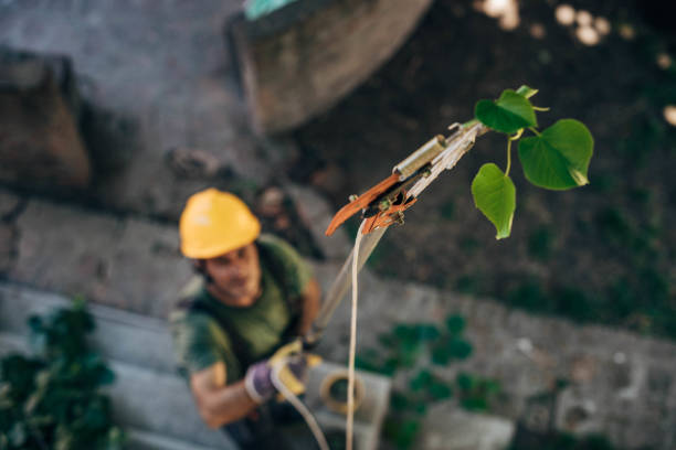 Best Tree Risk Assessment  in Chino Hills, CA